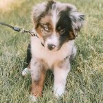 australian-blue-merle-shepherd-puppies. Australian Blue Merle Shepherd Puppies