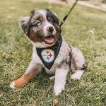 australian-blue-merle-shepherd-puppies. Australian Blue Merle Shepherd Puppies