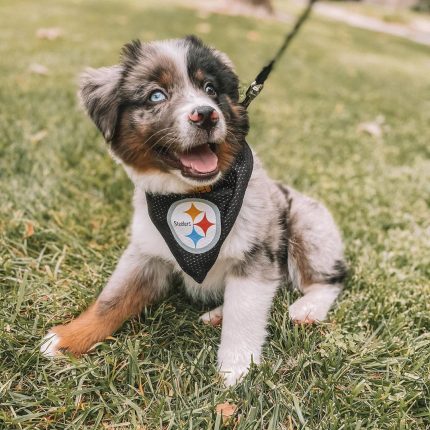 australian-blue-merle-shepherd-puppies. Australian Blue Merle Shepherd Puppies