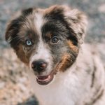 australian-blue-merle-shepherd-puppies. Australian Blue Merle Shepherd Puppies