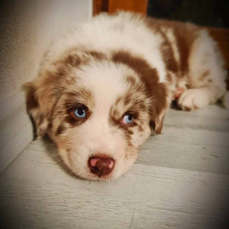 red-merle-australian-shepherd. Red Merle Australian Shepherd
