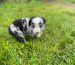 mini-australian-shepherd-full-grown. Mini Australian Shepherd Full Grown