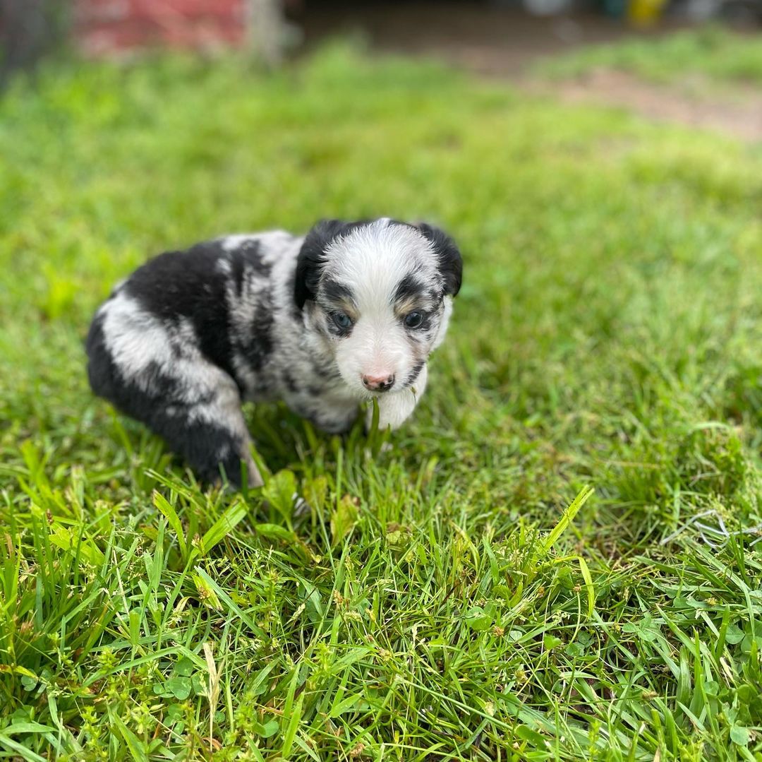 mini-australian-shepherd-full-grown. Mini Australian Shepherd Full Grown