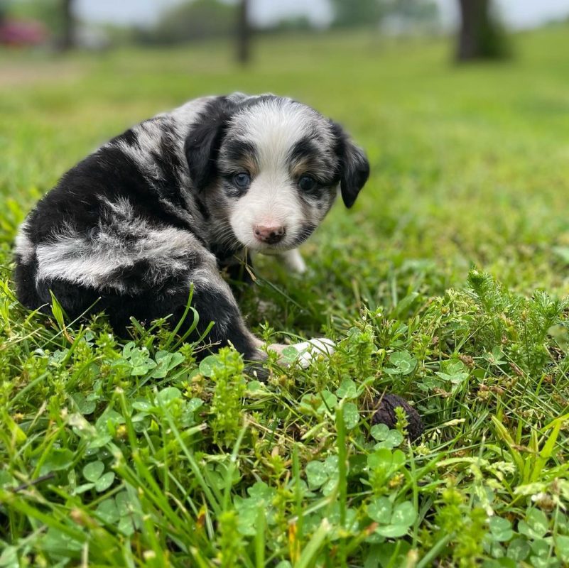 australian-shepherd. Australian Shepherd
