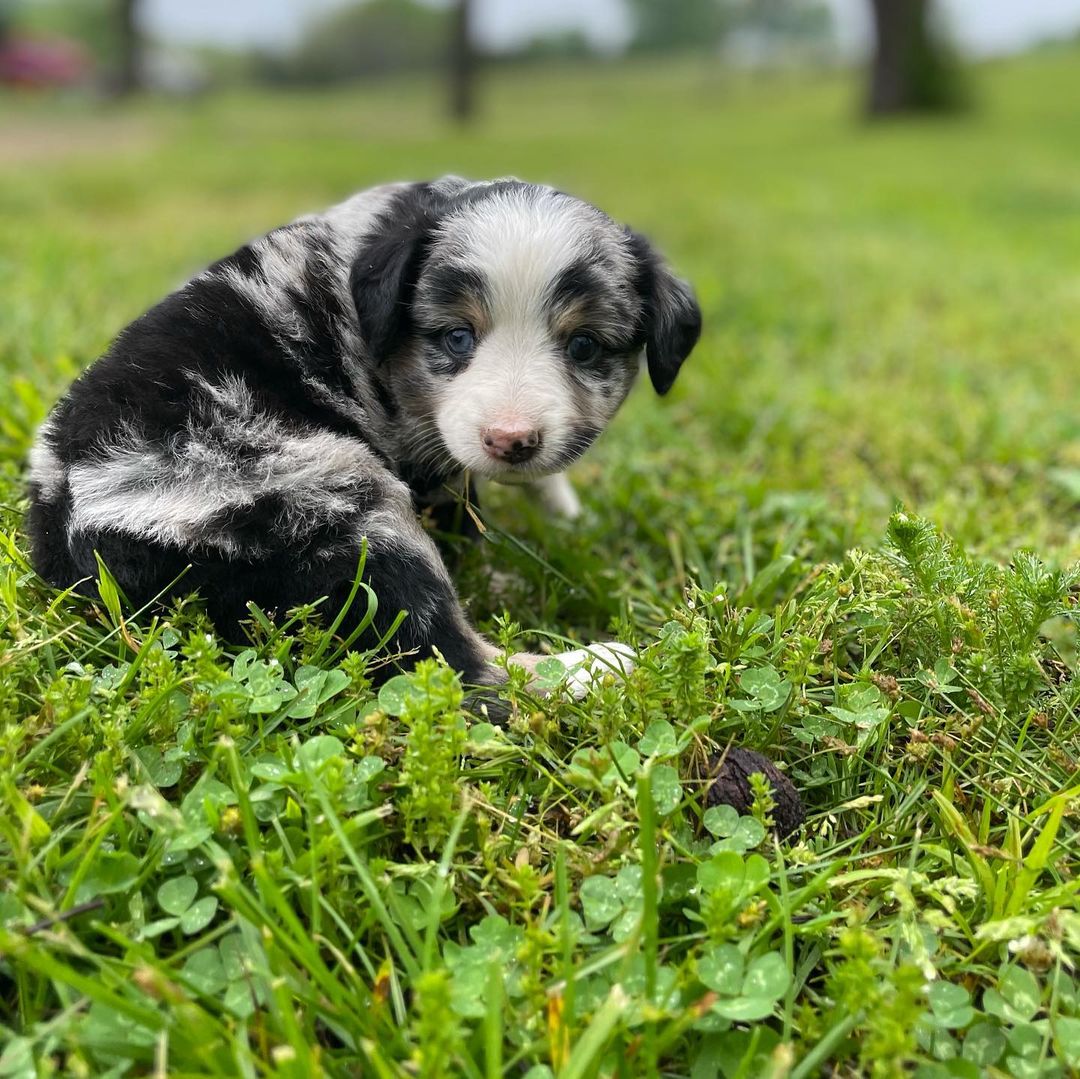 australian-shepherd. Australian Shepherd
