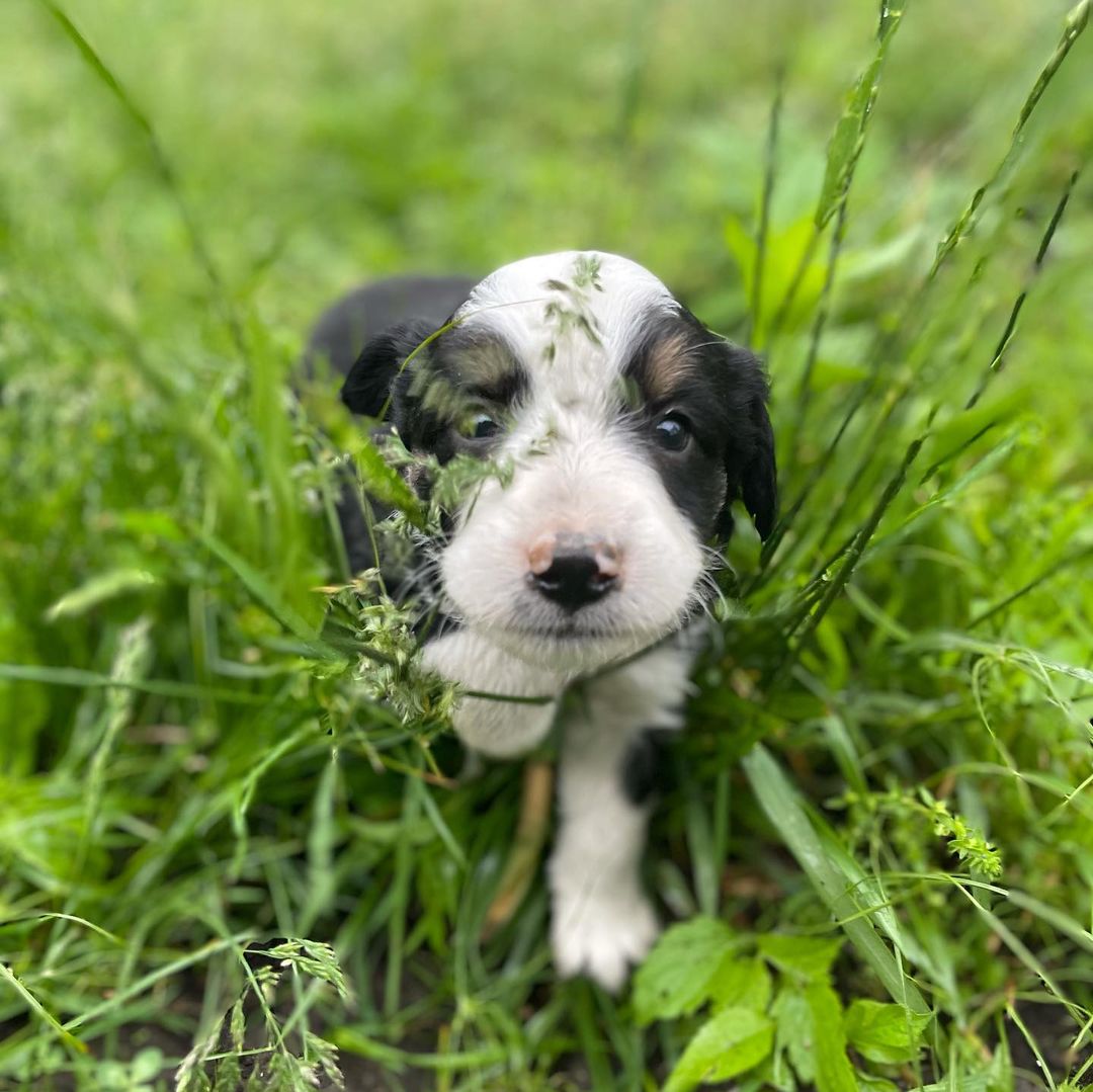 australian-shepherd-mini-australian-shepherd. Australian Shepherd Mini Australian Shepherd