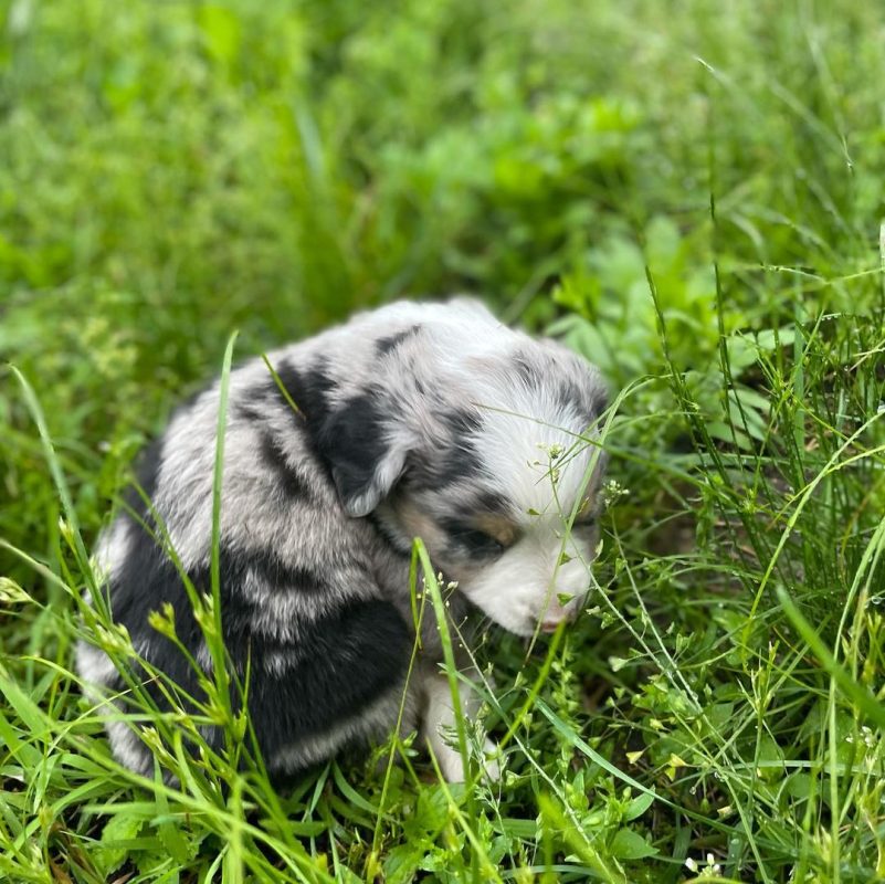 blue-merle-australian-shepherd. Blue Merle Australian Shepherd.