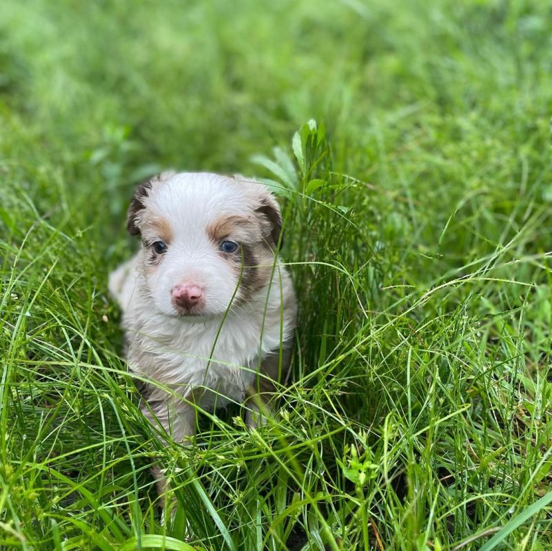 toy-australian-shepherd​. Toy Australian Shepherd​
