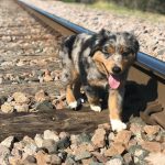australian-shepherd-puppies-near-me. Australian Shepherd Puppies Near Me