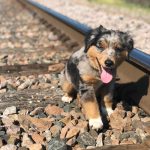 australian-shepherd-puppies-near-me. Australian Shepherd Puppies Near Me