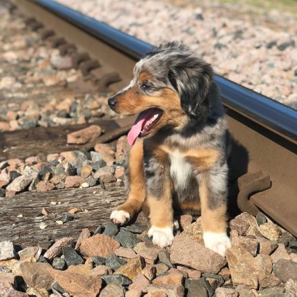 australian-shepherd-puppies-near-me. Australian Shepherd Puppies Near Me