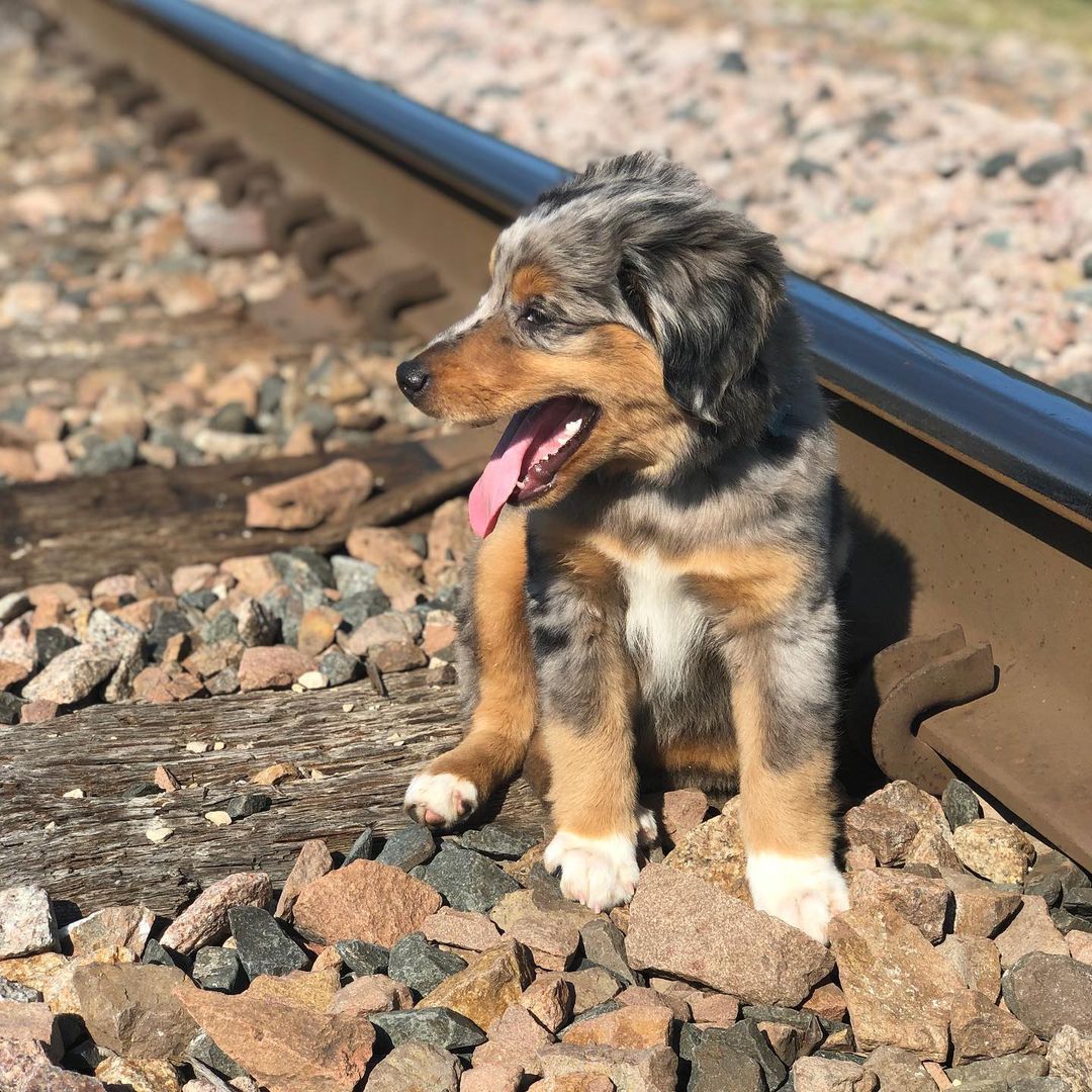 australian-shepherd-puppies-near-me. Australian Shepherd Puppies Near Me australian-shepherd-puppies-near-me. Australian Shepherd Puppies Near Me
