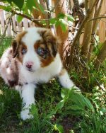 red-merle-australian-shepherd-puppies-for-sale. Red Merle Australian Shepherd Puppies for Sale​.