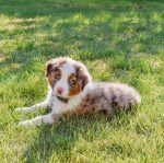 red-merle-australian-shepherd-puppies-for-sale. Red Merle Australian Shepherd Puppies for Sale​.