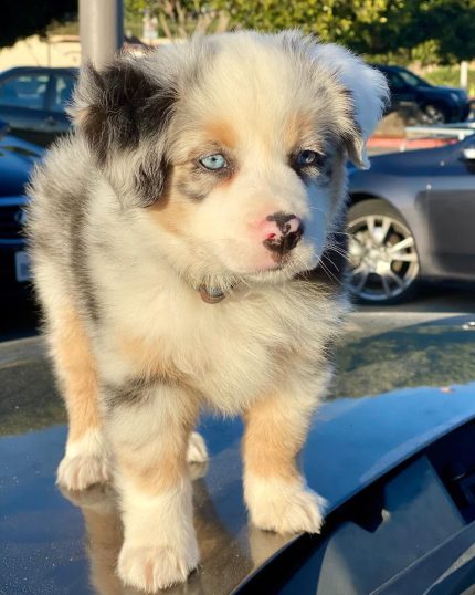 toy-and-miniature-australian-shepherds. Toy and Miniature Australian Shepherds