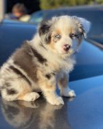 toy-and-miniature-australian-shepherds. Toy and Miniature Australian Shepherds