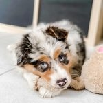 miniature-australian-shepherd-breeders. Miniature Australian Shepherd Breeders.