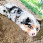 miniature-australian-shepherd-breeders. Miniature Australian Shepherd Breeders.