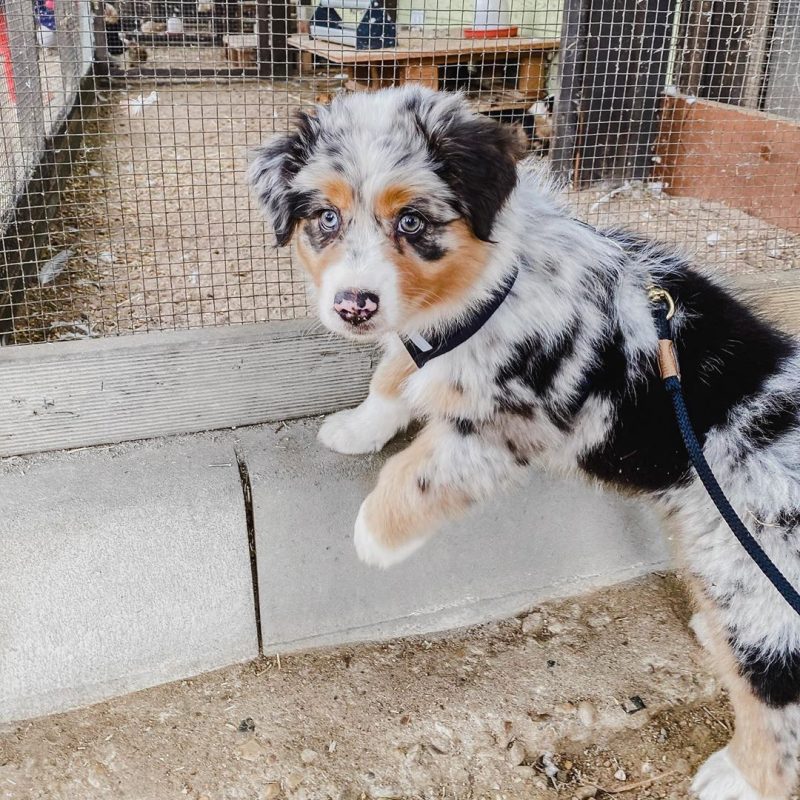 miniature-australian-shepherd-breeders. Miniature Australian Shepherd Breeders.