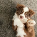 australian-shepherd-puppies-for-sale-in-uk. Australian Shepherd Puppies for Sale in UK