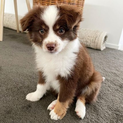 australian-shepherd-puppies-for-sale-in-uk. Australian Shepherd Puppies for Sale in UK