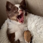 australian-shepherd-puppies-for-sale-in-uk. Australian Shepherd Puppies for Sale in UK