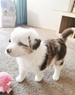 toy-miniature-australian-shepherd. Toy Miniature Australian Shepherd.