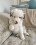 toy-miniature-australian-shepherd. Toy Miniature Australian Shepherd.