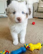 toy-miniature-australian-shepherd. Toy Miniature Australian Shepherd.