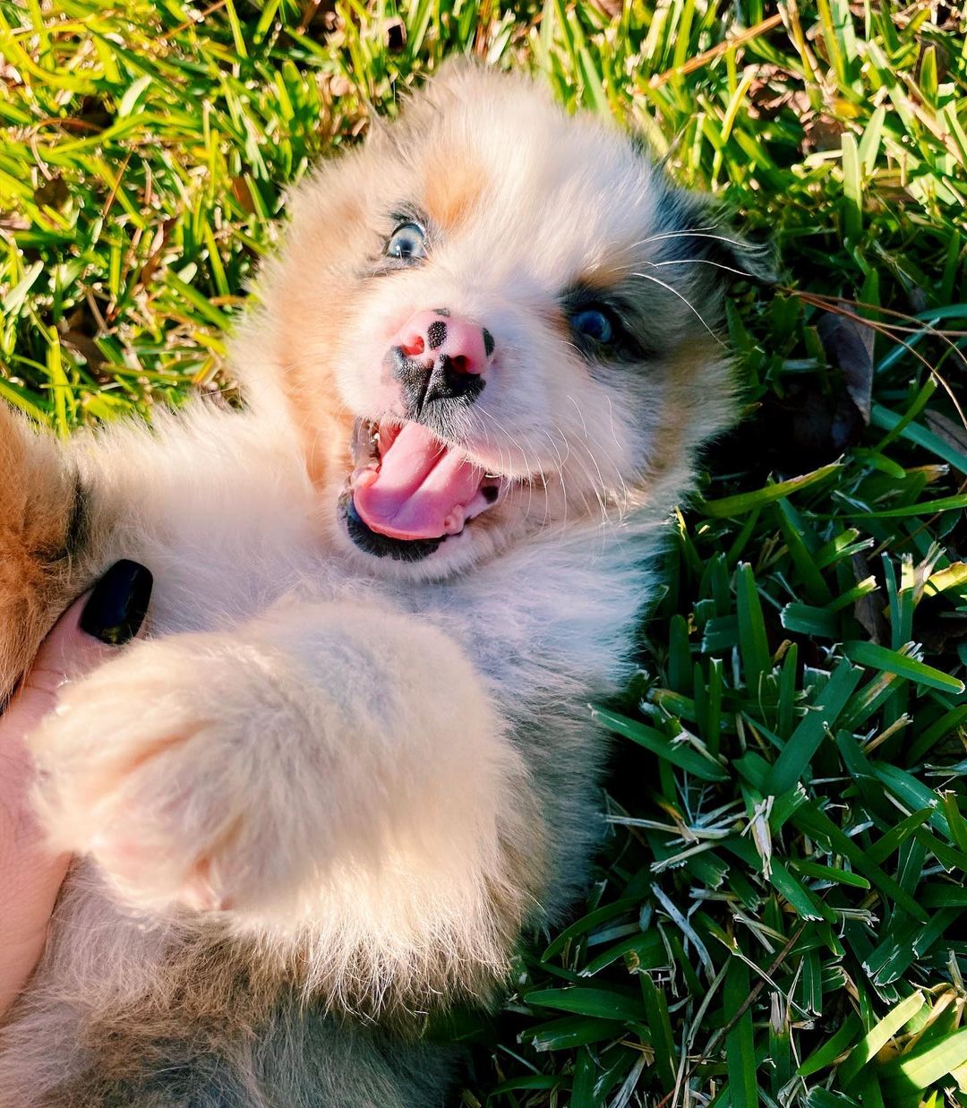miniature-australian-shepherd. Miniature Australian Shepherd.