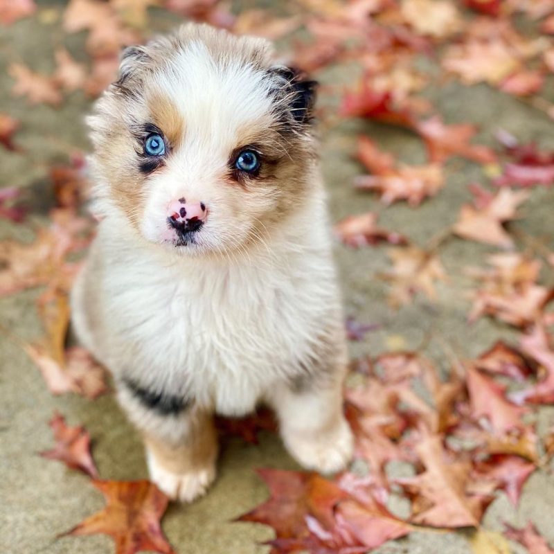 mini-australian-shepherd. Mini Australian Shepherd.