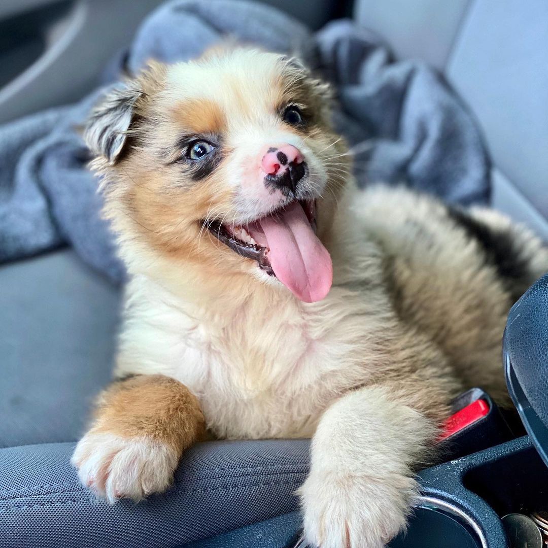 mini-aussies-puppies. Mini Aussies Puppies