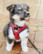 australian-shepherd-puppies-for-sale-near-me. Australian Shepherd Puppies for Sale Near Me​.