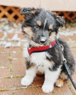 australian-shepherd-puppies-for-sale-near-me. Australian Shepherd Puppies for Sale Near Me​.