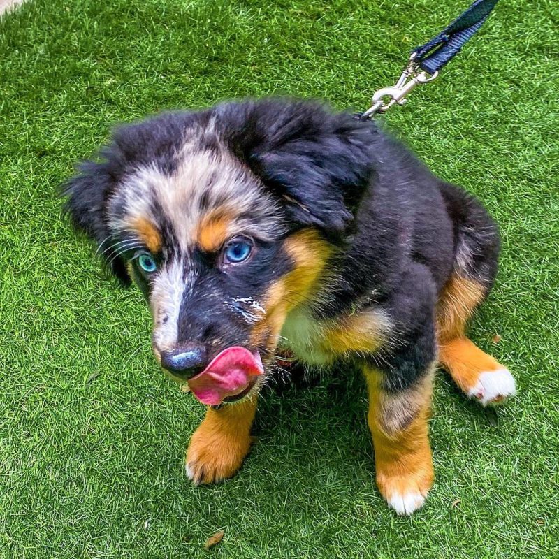 mini-australian-shepherd-puppy-for-sale. Mini Australian Shepherd Puppy for Sale