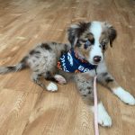 australian-shepherd-puppies-for-sale-uk. Australian Shepherd Puppies for Sale UK
