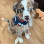 australian-shepherd-puppies-for-sale-uk. Australian Shepherd Puppies for Sale UK