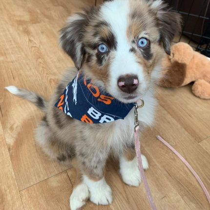 australian-shepherd-puppies-for-sale-uk. Australian Shepherd Puppies for Sale UK