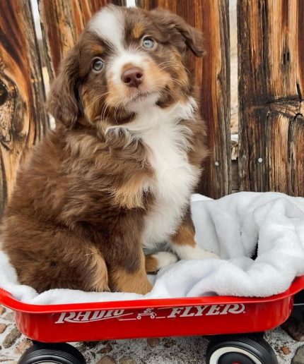 red-tri-australian-shepherd. Red Tri Australian Shepherd
