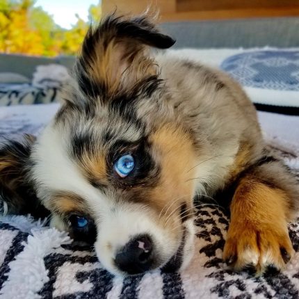 miniature-australian-shepherd-puppies. Miniature Australian Shepherd Puppies