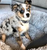miniature-australian-shepherd-puppies. Miniature Australian Shepherd Puppies