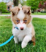 toy-mini-australian-shepherd. Toy Mini Australian Shepherd​.