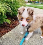 toy-mini-australian-shepherd. Toy Mini Australian Shepherd​.