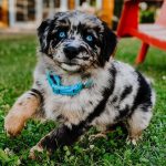miniature-australian-shepherd-for-sale-near-me. Miniature Australian Shepherd for Sale Near Me.