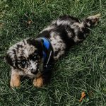 miniature-australian-shepherd-for-sale-near-me. Miniature Australian Shepherd for Sale Near Me.