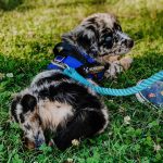 miniature-australian-shepherd-for-sale-near-me. Miniature Australian Shepherd for Sale Near Me.
