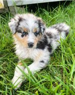 blue-merle-australian-shepherd-puppies-for-sale. Blue Merle Australian Shepherd Puppies for Sale.