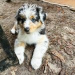 blue-merle-australian-shepherd-puppies-for-sale. Blue Merle Australian Shepherd Puppies for Sale.