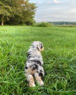 blue-merle-australian-shepherd-puppies-for-sale. Blue Merle Australian Shepherd Puppies for Sale.