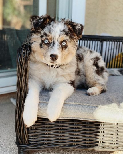 blue-merle-australian-shepherd-for-sale. Blue Merle Australian Shepherd for Sale